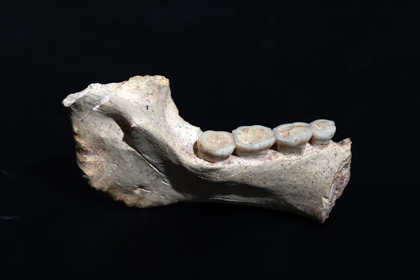 moroccan fossil teeth